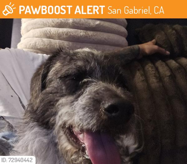 Found/Stray Male Dog last seen San Gabriel mission school, San Gabriel, CA 91776