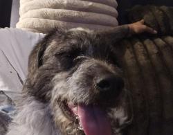 Found/Stray Male Dog last seen San Gabriel mission school, San Gabriel, CA 91776