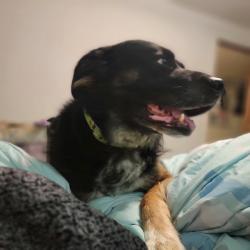 Reunited Male Dog last seen 236th St E, Graham, WA 98338, USA, Graham, WA 98338
