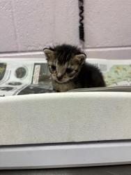 Shelter Stray Male Cat last seen CANADA DR, Jacksonville, FL 32204