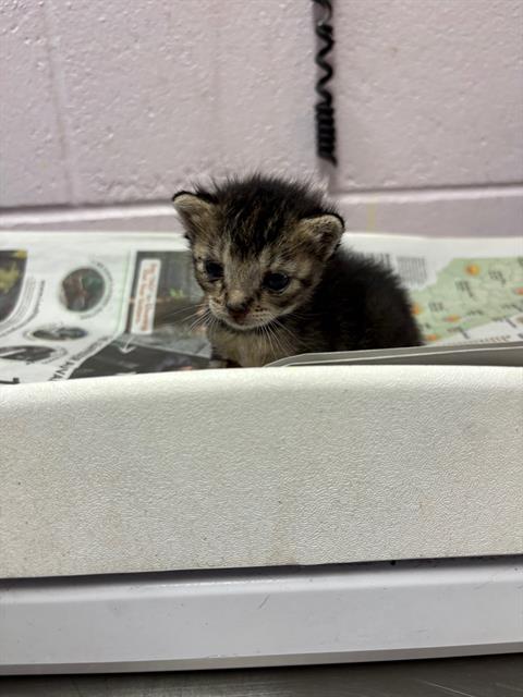Shelter Stray Male Cat last seen CANADA DR, Jacksonville, FL 32204