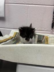 Shelter Stray Female Cat last seen CANADA DR, Jacksonville, FL 32204