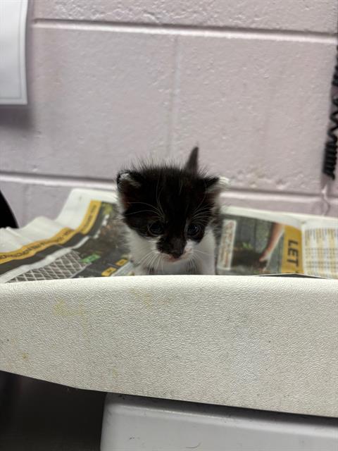 Shelter Stray Female Cat last seen CANADA DR, Jacksonville, FL 32204