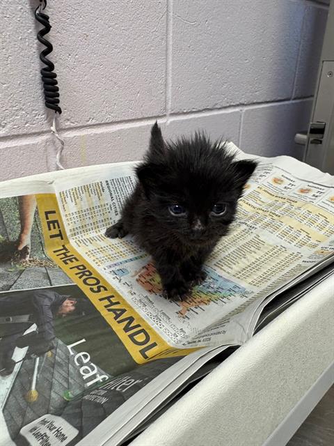 Shelter Stray Male Cat last seen CANADA DR, Jacksonville, FL 32204