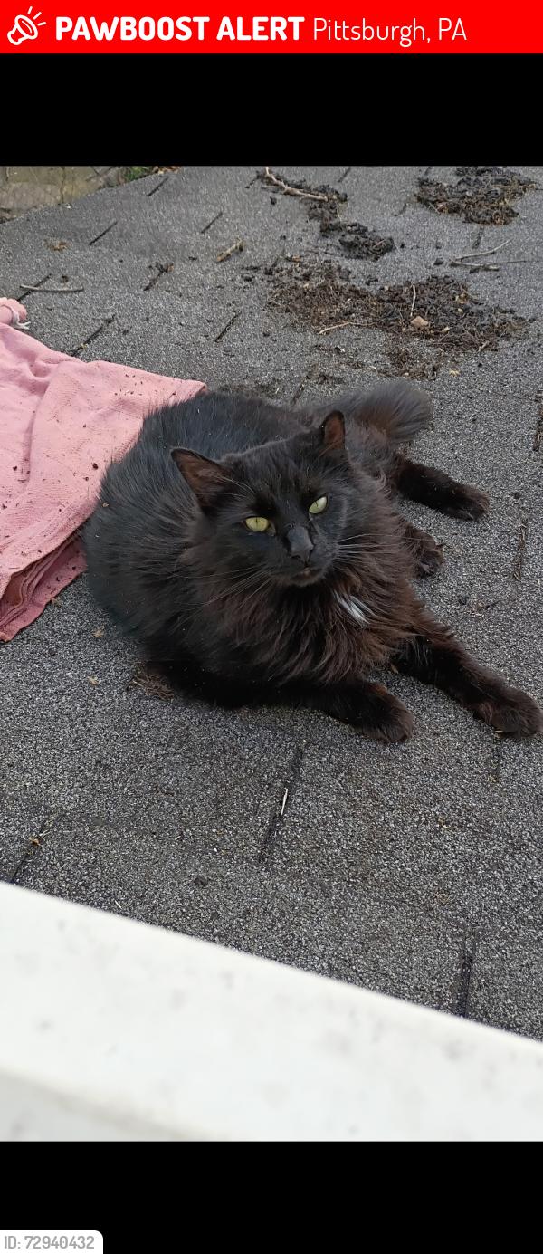 Lost Male Cat last seen Uhaul place on sloan n Carson St , Pittsburgh, PA 15204