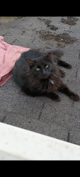 Lost Male Cat last seen Uhaul place on sloan n Carson St , Pittsburgh, PA 15204