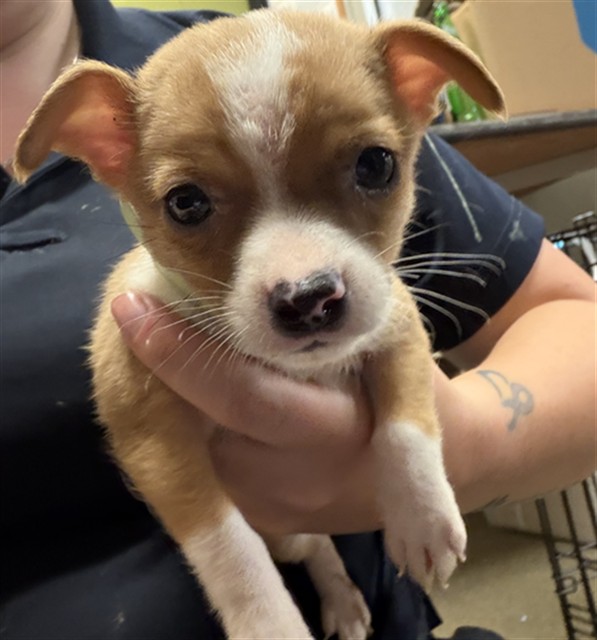Shelter Stray Male Dog last seen Near BLOCK OGLESBY AVE, Jacksonville, FL 32204