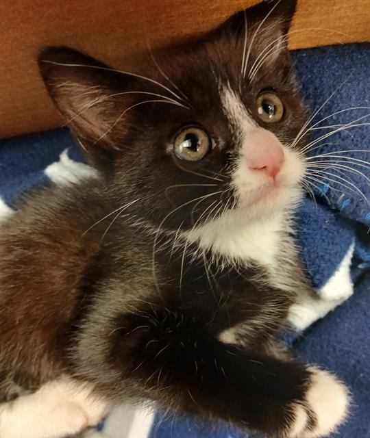 Shelter Stray Female Cat last seen HANNA EYE CENTER, Jacksonville, FL 32204