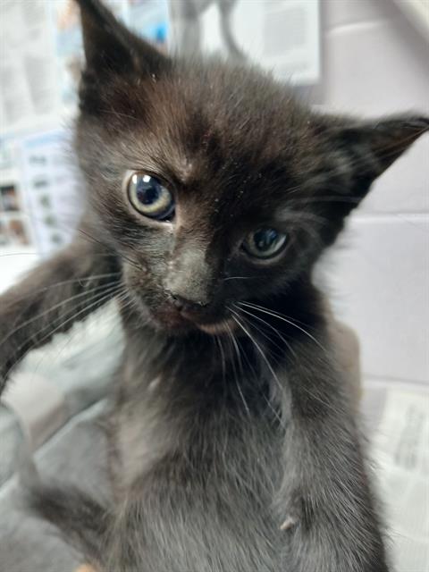 Shelter Stray Female Cat last seen Near BLOCK PEARCE LN, Jacksonville, FL 32204