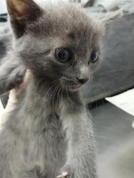 Shelter Stray Female Cat last seen Near BLOCK PEARCE LN, Jacksonville, FL 32204