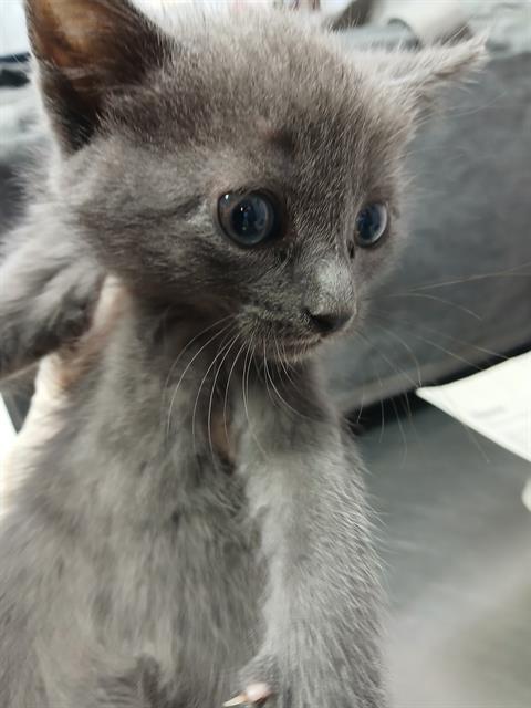 Shelter Stray Female Cat last seen Near BLOCK PEARCE LN, Jacksonville, FL 32204
