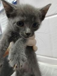 Shelter Stray Female Cat last seen Near BLOCK PEARCE LN, Jacksonville, FL 32204