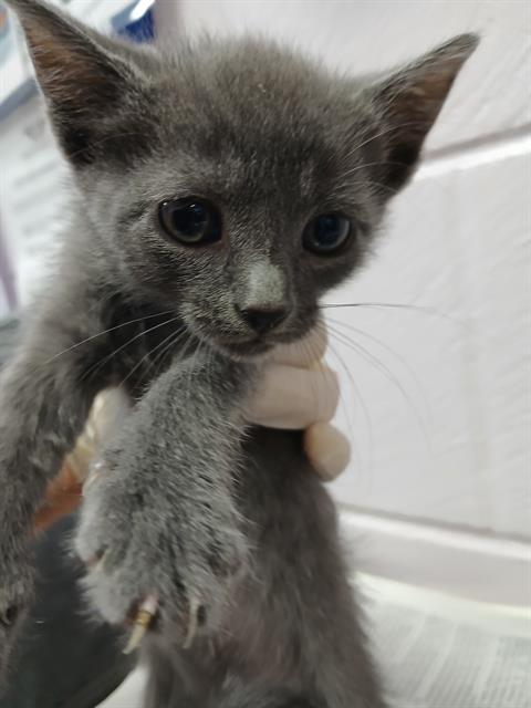 Shelter Stray Female Cat last seen Near BLOCK PEARCE LN, Jacksonville, FL 32204