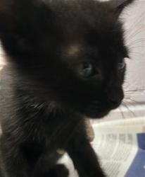 Shelter Stray Female Cat last seen Near BLOCK PEARCE LN, Jacksonville, FL 32204
