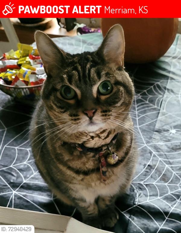 Lost Female Cat last seen Antioch and W 49th Terrace  9400- 9420 W 49th Terrace Merriam Kansas , Merriam, KS 66203