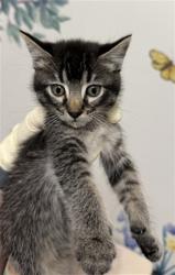 Shelter Stray Female Cat last seen ELDRIDGE, Hayward, CA 94544
