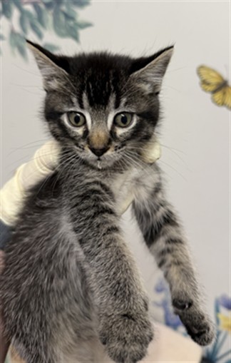 Shelter Stray Female Cat last seen ELDRIDGE, 16 Barnes Ct, Hayward, CA 94544, USA