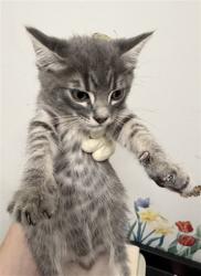 Shelter Stray Male Cat last seen ELDRIDGE, Hayward, CA 94544