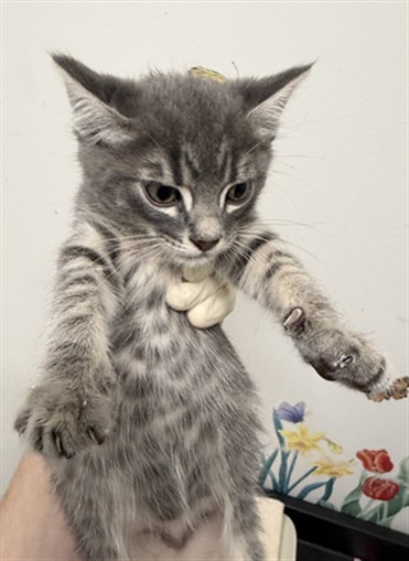 Shelter Stray Male Cat last seen ELDRIDGE, Hayward, CA 94544