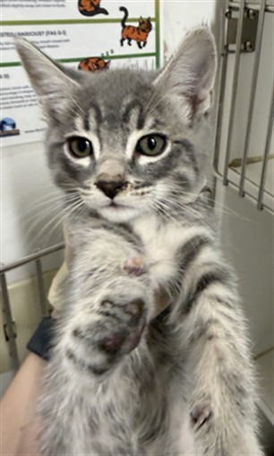 Shelter Stray Male Cat last seen ELDRIDGE, Hayward, CA 94544