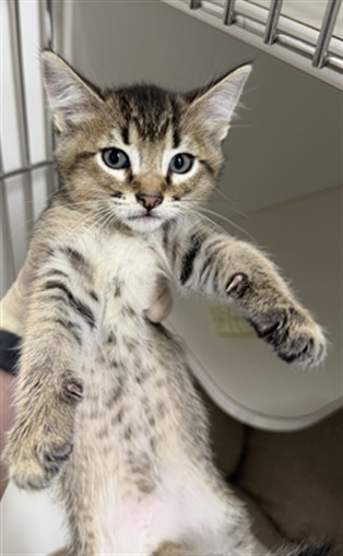 Shelter Stray Male Cat last seen ELDRIDGE, 16 Barnes Ct, Hayward, CA 94544, USA
