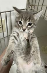 Shelter Stray Female Cat last seen ELDRIDGE, Hayward, CA 94544
