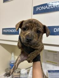 Shelter Stray Female Dog last seen AMETHYST RD AT STARFLOWER WAY, Fremont, CA 94538