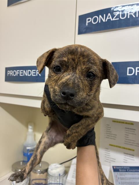 Shelter Stray Female Dog last seen AMETHYST RD AT STARFLOWER WAY, 1950 Stevenson Blvd, Fremont, CA 94538, USA