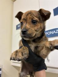 Shelter Stray Female Dog last seen AMETHYST RD AT STARFLOWER WAY, Fremont, CA 94538