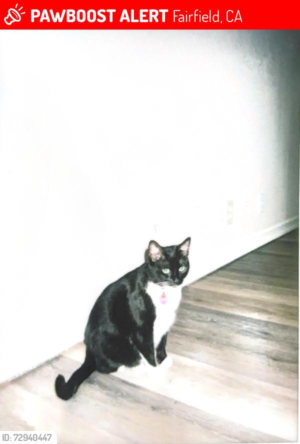 Lost Female Cat last seen Fairfield high school , Fairfield, CA 94533