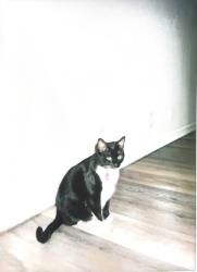 Lost Female Cat last seen Fairfield high school , Fairfield, CA 94533