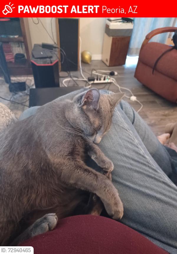 Lost Female Cat last seen Ridgeline and sunset, Peoria, AZ 85383