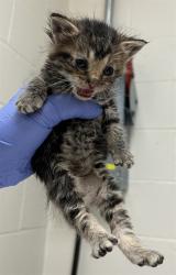 Shelter Stray Male Cat last seen DAMMERT AVE,63125, Olivette, MO 63132