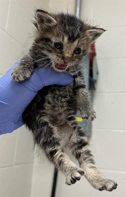 Shelter Stray Male Cat last seen DAMMERT AVE,63125, Olivette, MO 63132