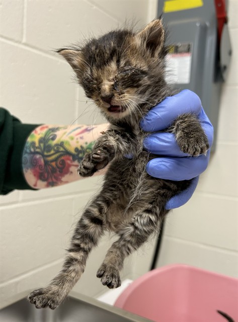 Shelter Stray Male Cat last seen DAMMERT AVE,63125, Olivette, MO 63132