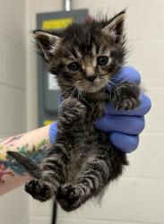 Shelter Stray Male Cat last seen DAMMERT AVE,63125, Olivette, MO 63132