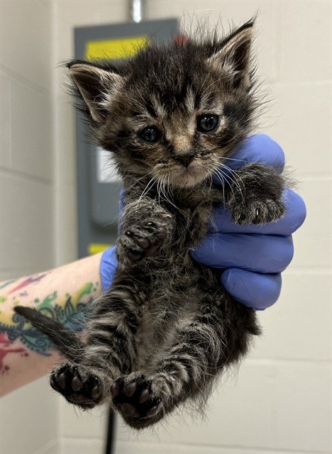 Shelter Stray Male Cat last seen DAMMERT AVE,63125, Olivette, MO 63132