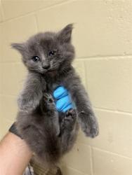 Shelter Stray Female Cat last seen WILKINSON ST & 35TH AVE, Sacramento, CA 95818