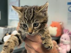 Shelter Stray Male Cat last seen , Chatsworth, CA 91311