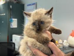 Shelter Stray Male Cat last seen , Chatsworth, CA 91311