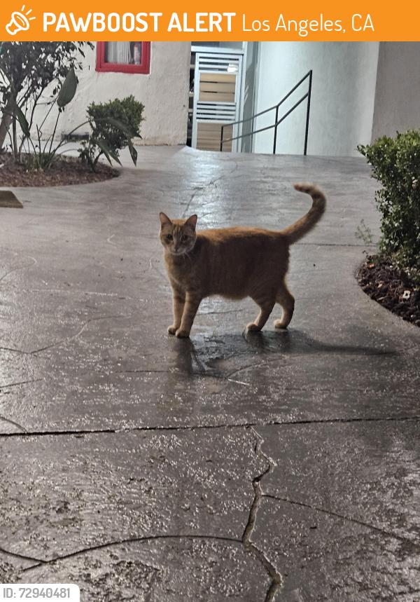 Found/Stray Unknown Cat last seen Third time I've seen it in 5 days at my address, near zelzah and devonshire, Los Angeles, CA 91326