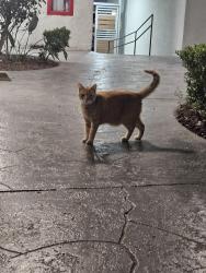 Found/Stray Unknown Cat last seen Third time I've seen it in 5 days at my address, near zelzah and devonshire, Los Angeles, CA 91326