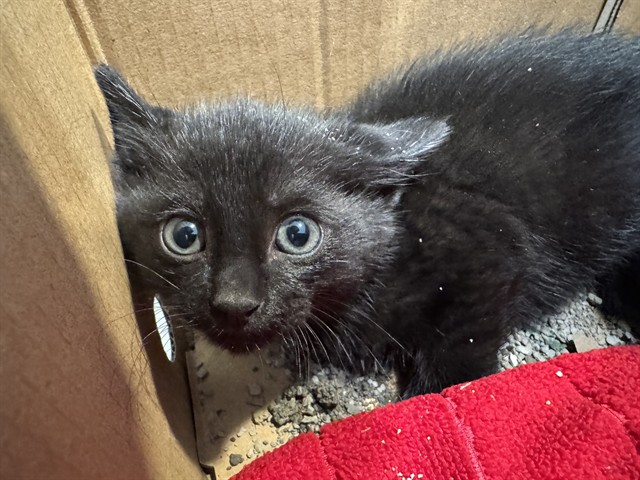 Shelter Stray Male Cat last seen Near BLOCK MANCESTER RD, Brentwood, MO 63144