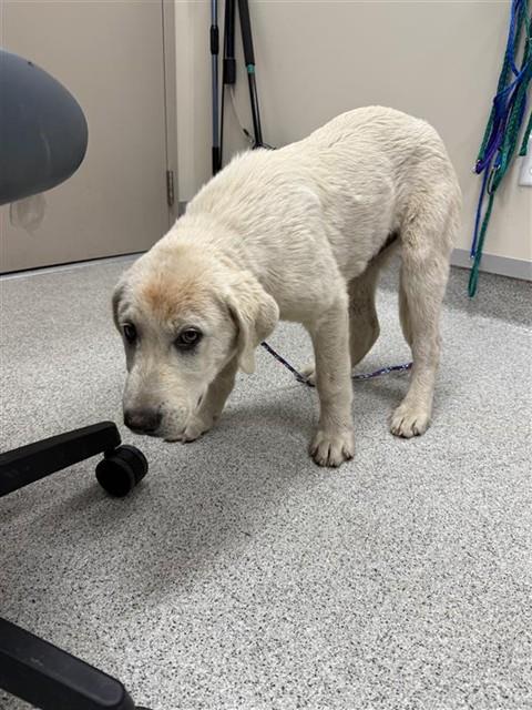Shelter Stray Male Dog last seen BROCKINGTON ST / STINCHCOMB ST, Elk Grove, CA 95624