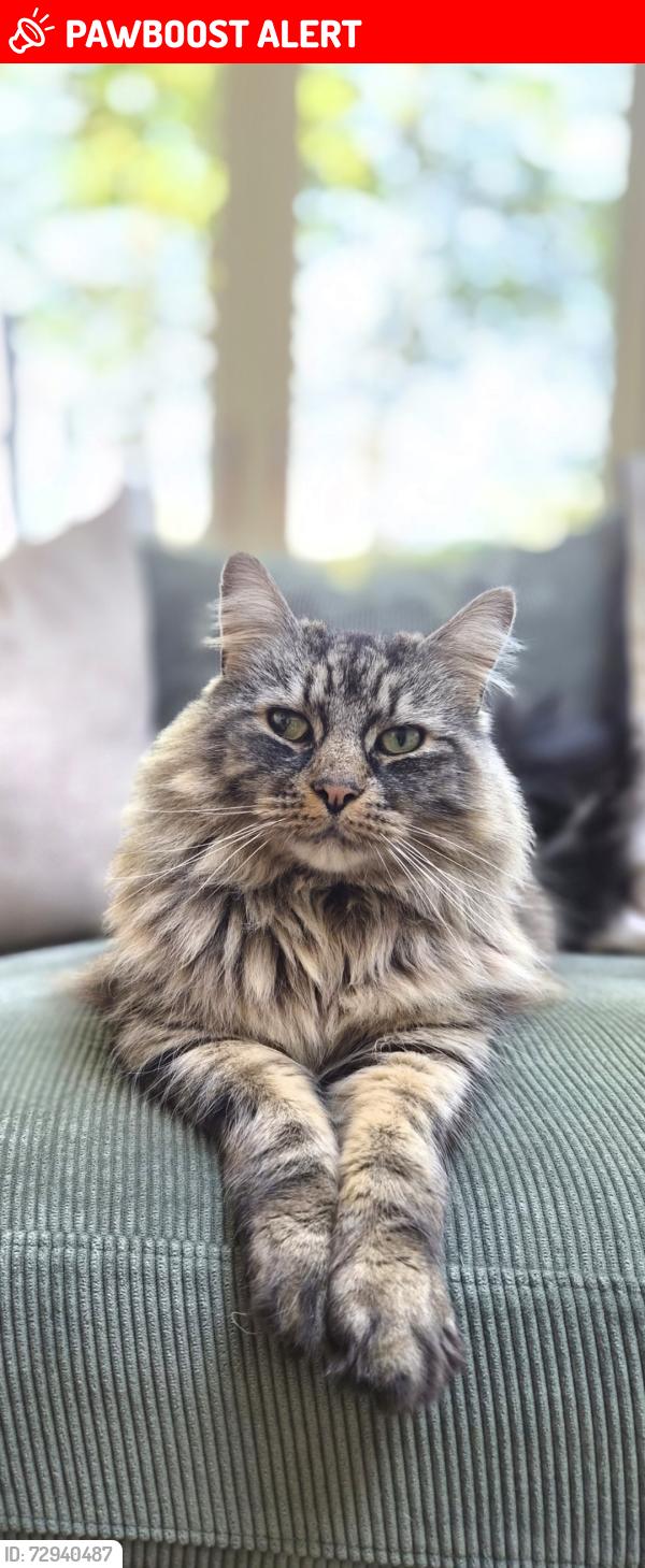Lost Male Cat last seen Ashington close, Leicester, England LE3 9BA