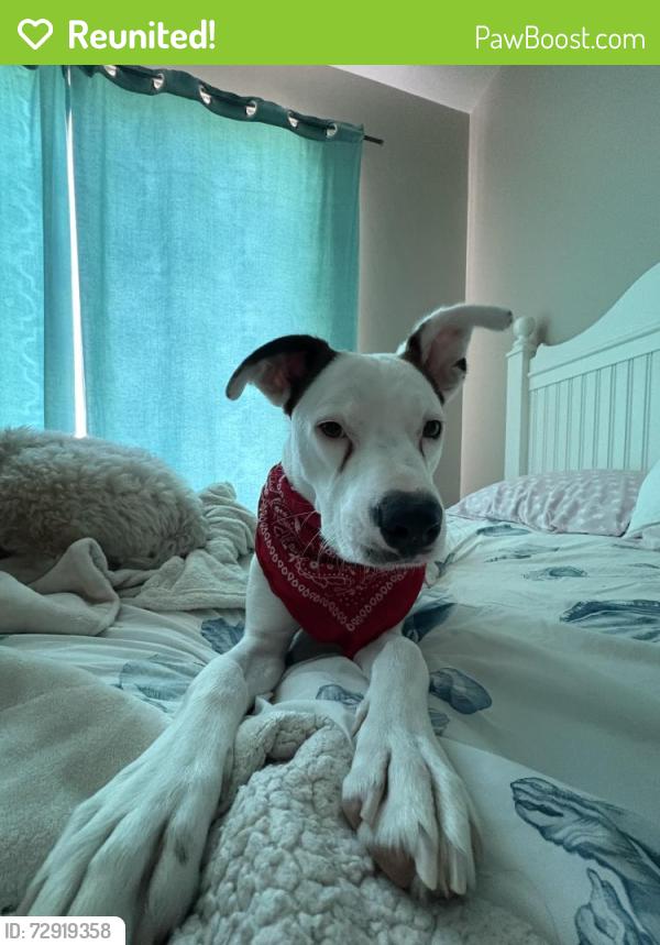 Reunited Male Dog last seen Limewood Dr and La Cholla Blvd in Oro Valley, Oro Valley, AZ 85755