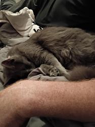 Lost Male Cat last seen Simmons alianti, North Las Vegas, NV 89031