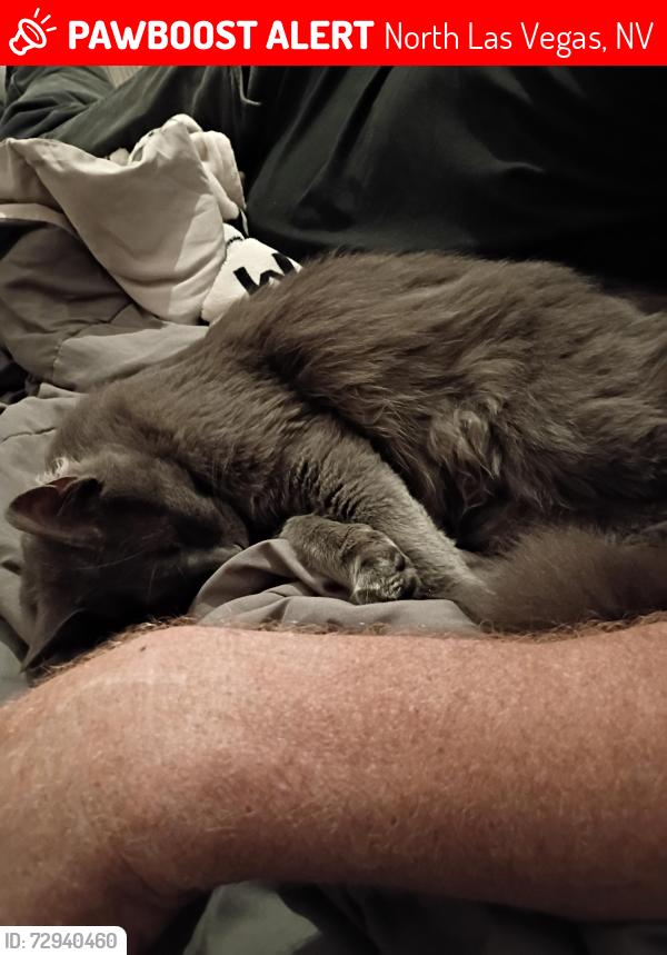Lost Male Cat last seen Simmons alianti, North Las Vegas, NV 89031