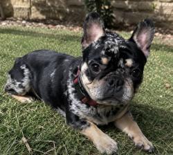 Reunited Male Dog last seen Post rd, Douglas County, GA 30187
