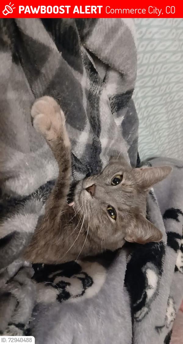 Lost Female Cat last seen Near e 64th place commerce city, Colorado, Commerce City, CO 80022